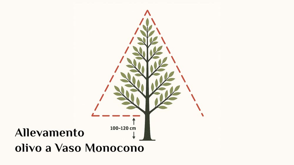 Allevamento olivo a vaso monocono